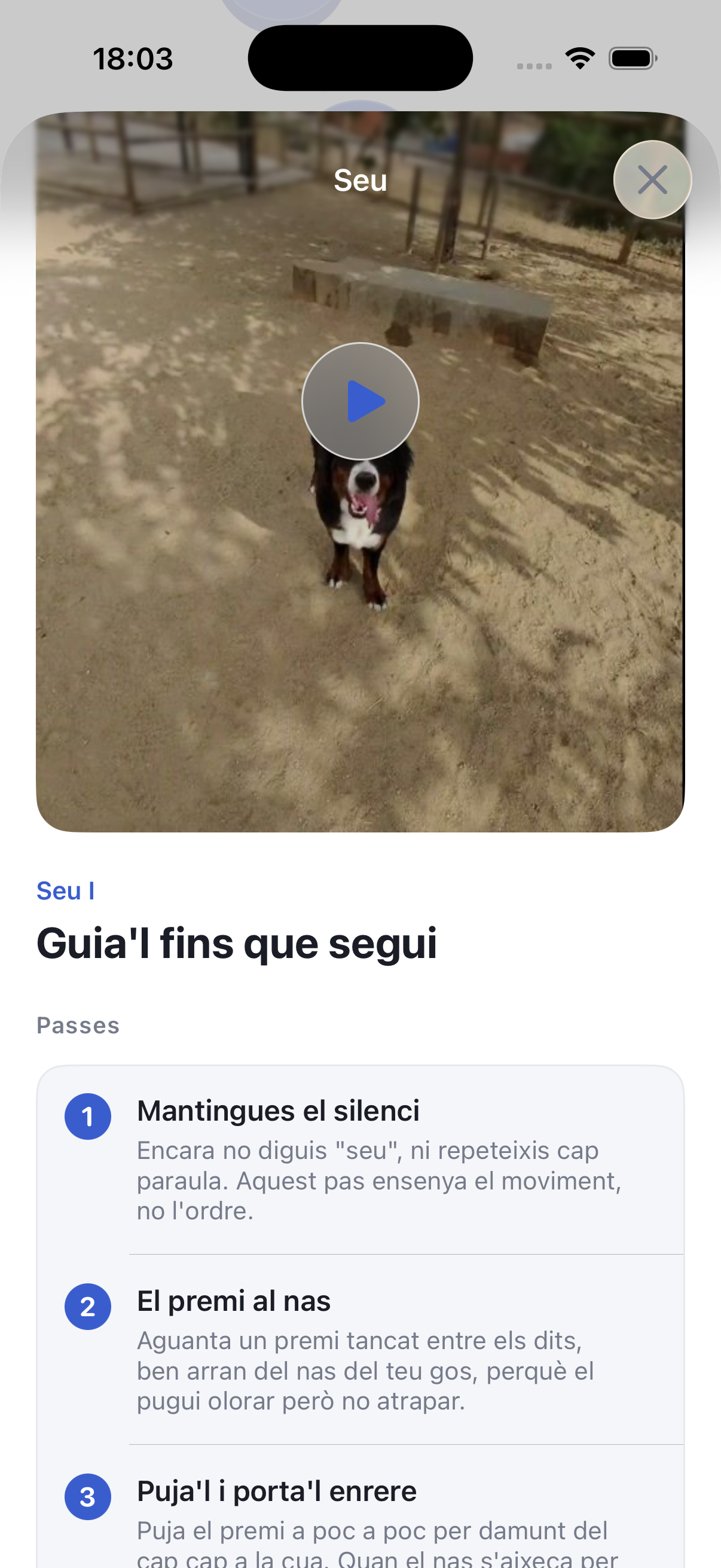 Ensinistra el teu gos en 5 minuts al dia