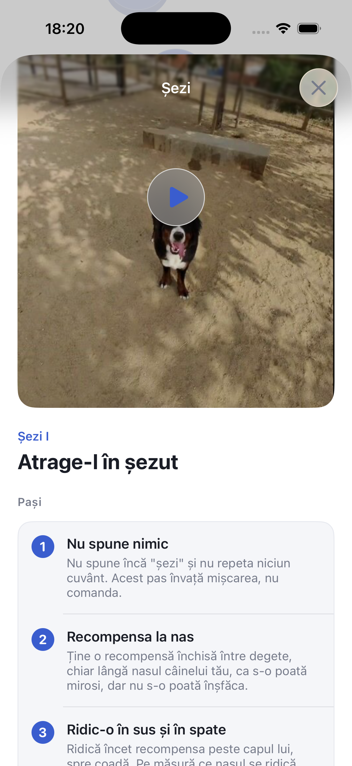 Dresează-ți câinele în 5 minute pe zi