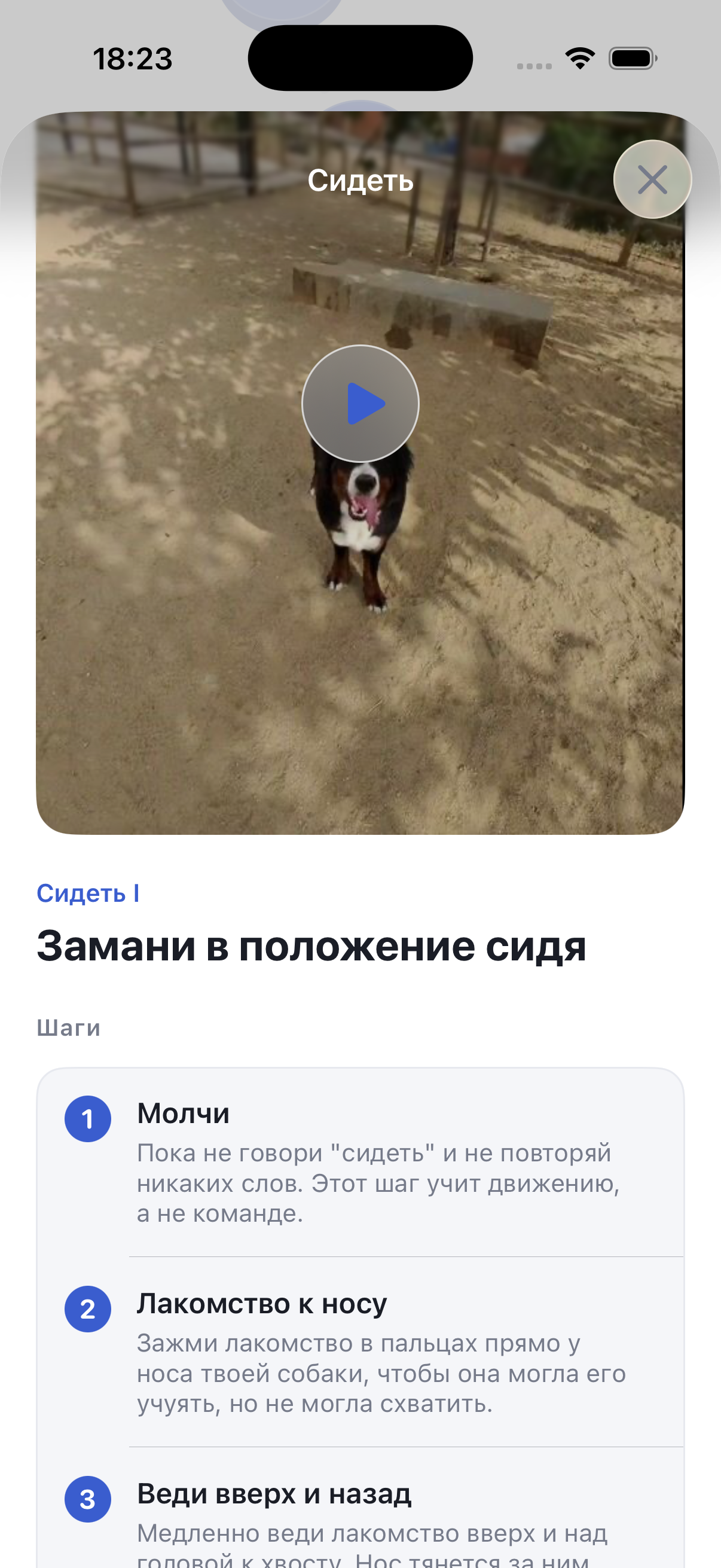 Дрессируй собаку за 5 минут в день