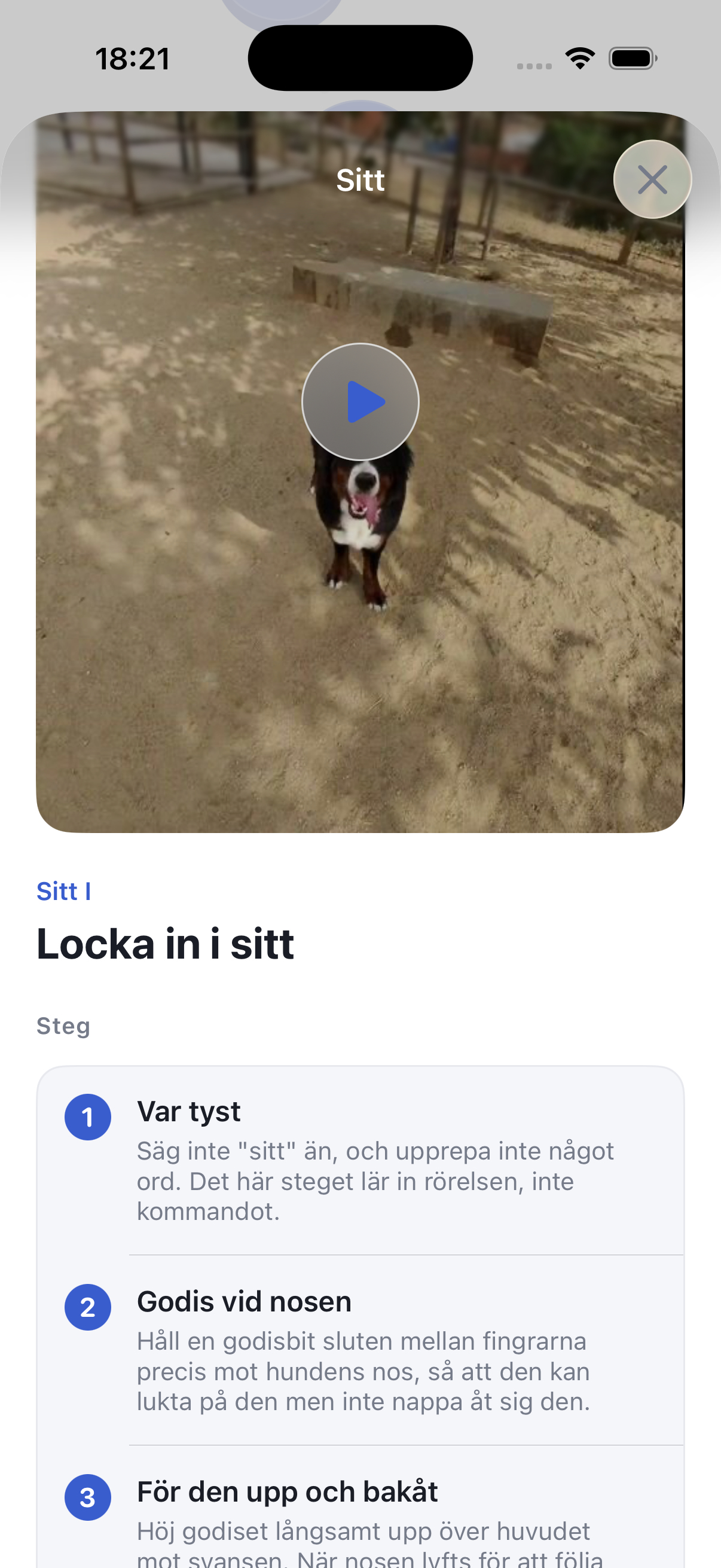 Träna din hund på 5 minuter om dagen
